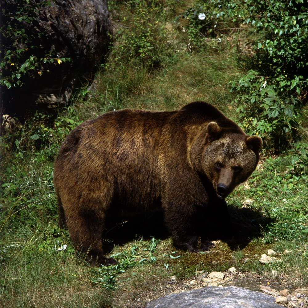 medved hnedý zdroj:google