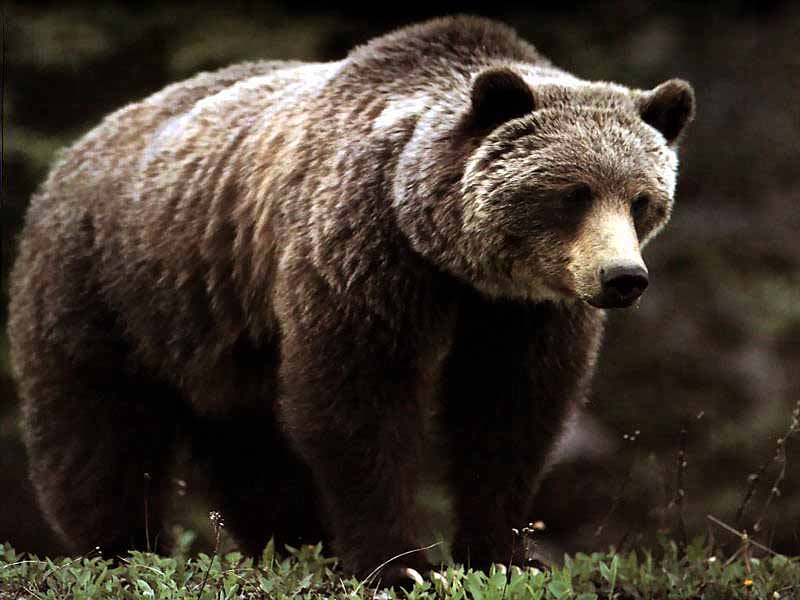 medved lesný zdroj:google
