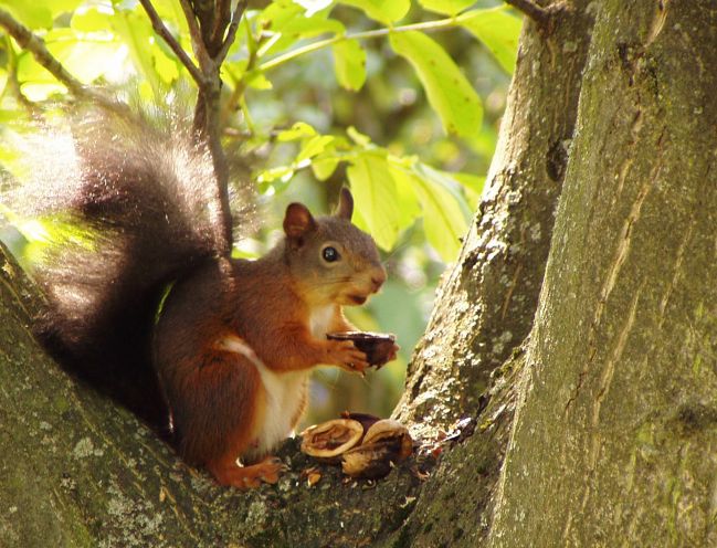 veverička lesná zdroj:google