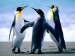 tučniaky kraľovské