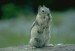 poletuška lesná (veverička) zdroj:google
