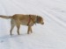 pes (zlatý retriver) zdroj:google
